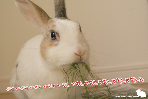食べるのに夢中