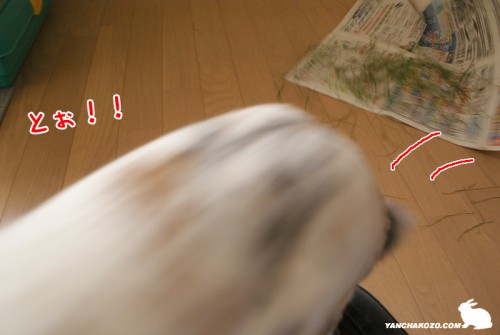 跳び乗った