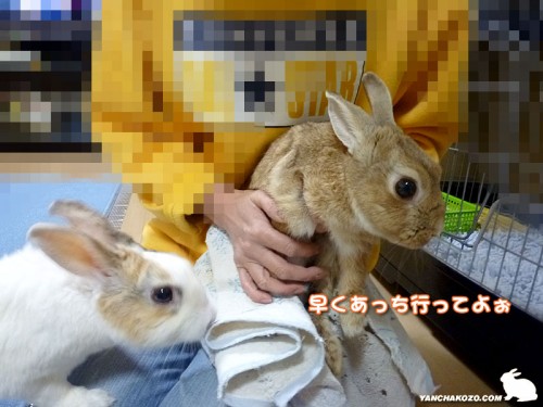 ぷりん嗅ぐ嗅ぐ
