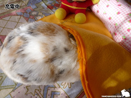 充電中うさぎ
