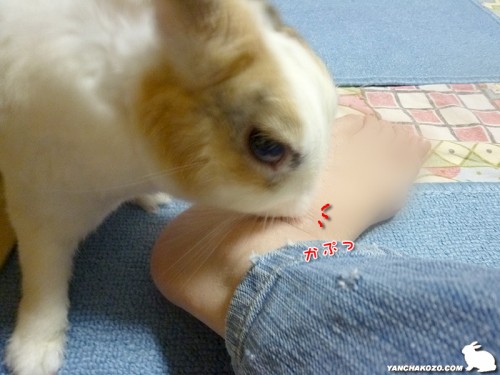 かぷっとな！