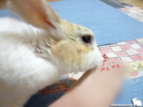 爪先がじがじ