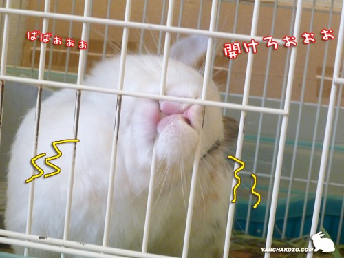 開けろぉぉぉ