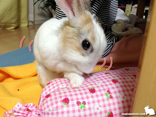 拝借しながら毛繕い