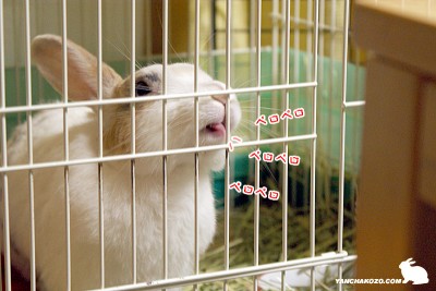 ペロペロ