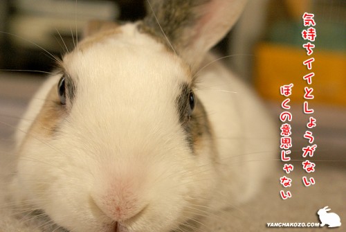 しょうがないのさ