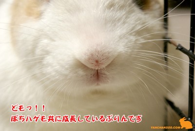 ぽちハゲと