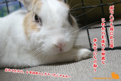 これからもぽちハゲと共に・・・