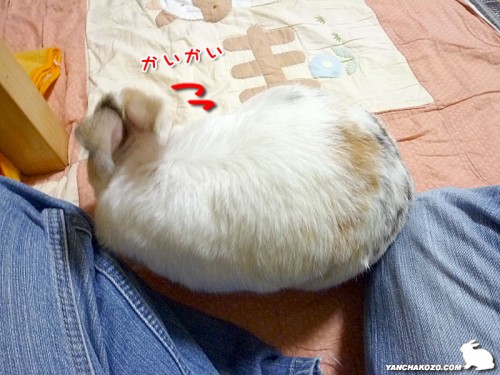 かいかい