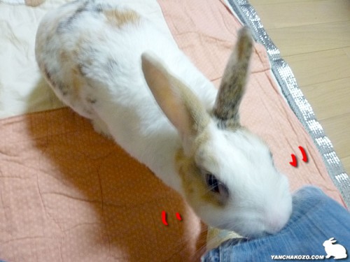齧るんだよ