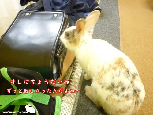 ランドセル貰った！