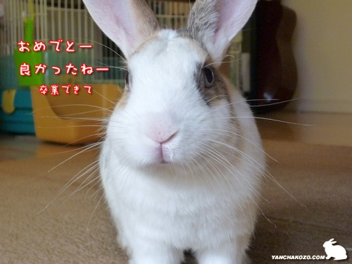 おめでとうさぎ