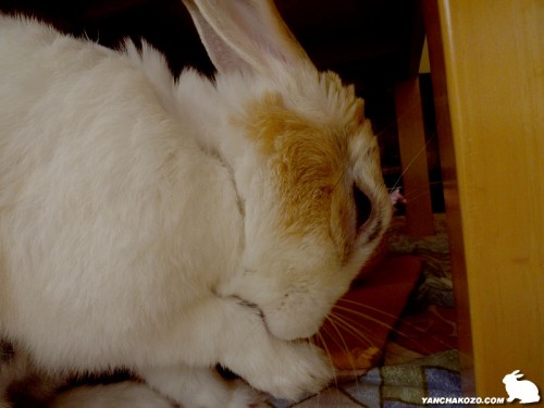 お手手ペロペロ