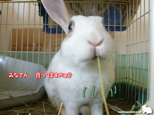長い牧草