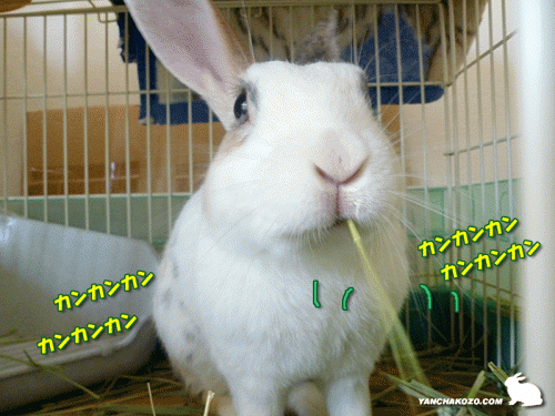 カンカンカン?