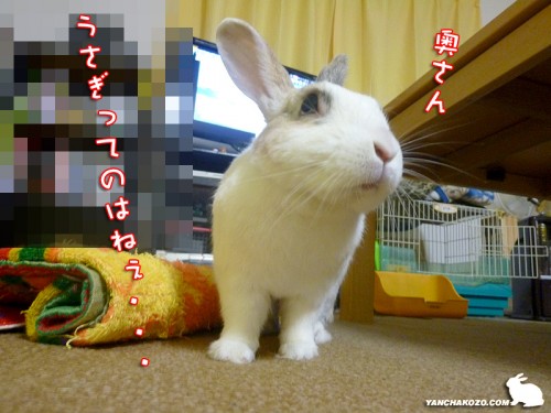 奥さん、うさぎっていうのは