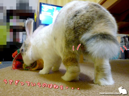 うさぎっていうのは・・・
