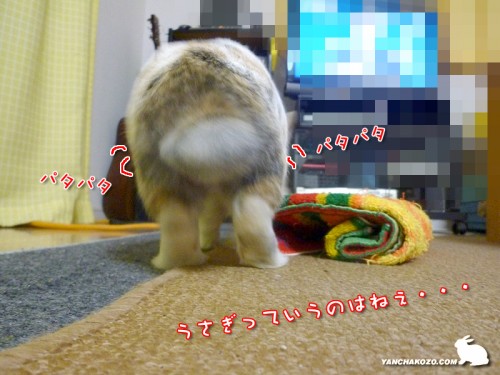 うさぎっていうのは・・・2