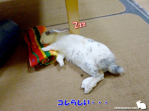 コレだって