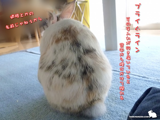 背中のラインはチャック？