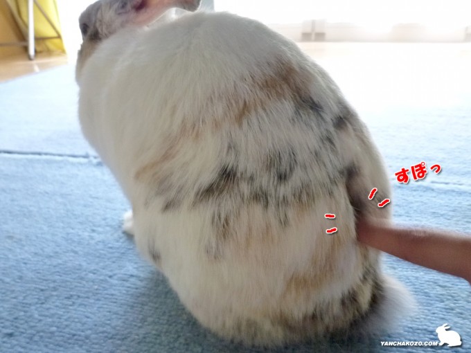 そっと触れてみた