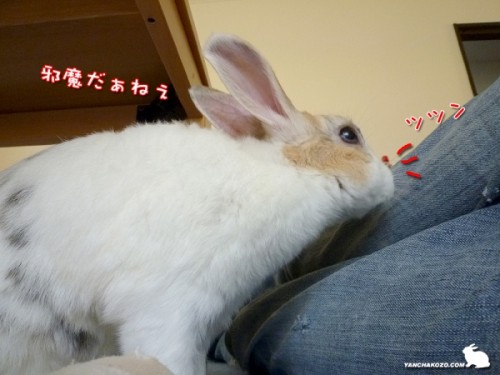 鼻ツンで、邪魔！