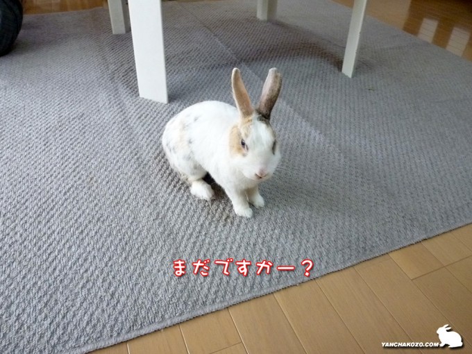 まだですかー