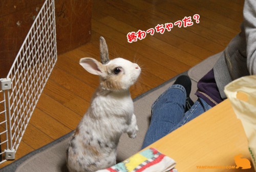 終わっちゃった?