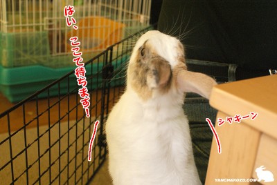 ここで待つ