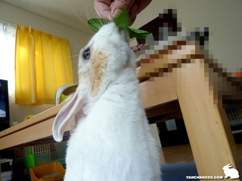 ミント立ち食い