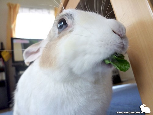 もぐもぐミント