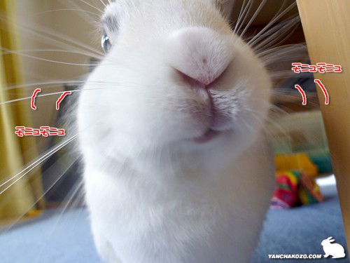 モニュモニュ中