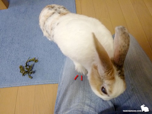 ちょっと待てぃ！！