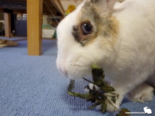 飽きたから食べる