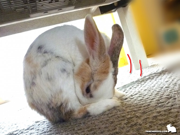 食べます!