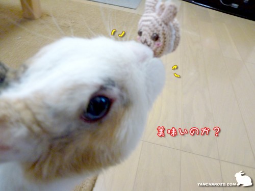 もけぢくんの香り?嗅ぐ