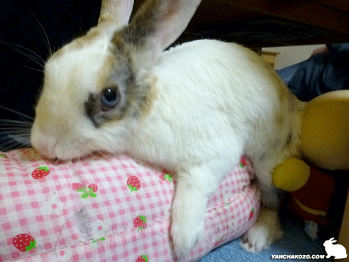 カミカミ、穴だらけ