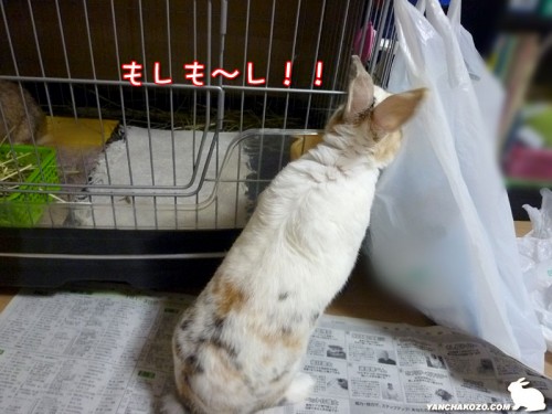 興味があること