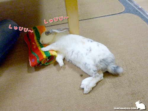 目を開けて寝てる