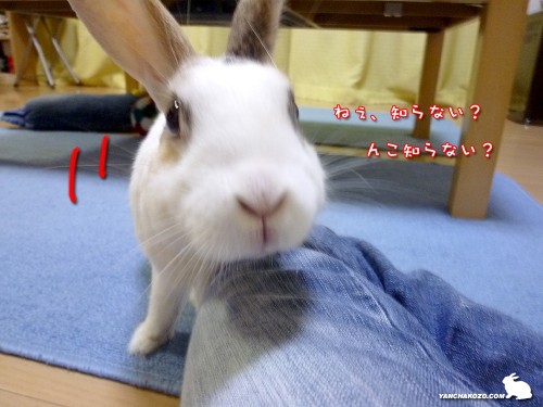 んこ知らない？