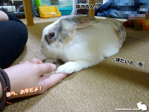 うさぎがお手