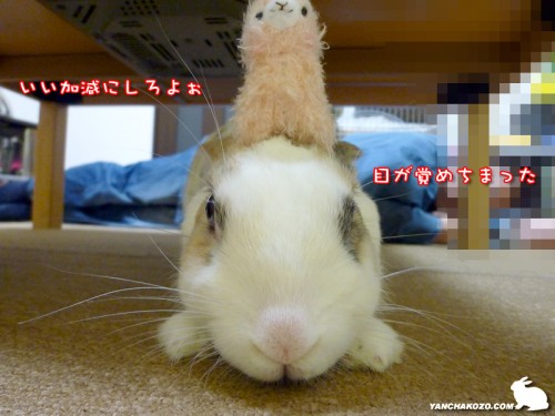 アルパカまで