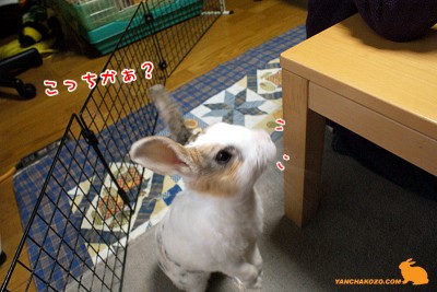 こっち?