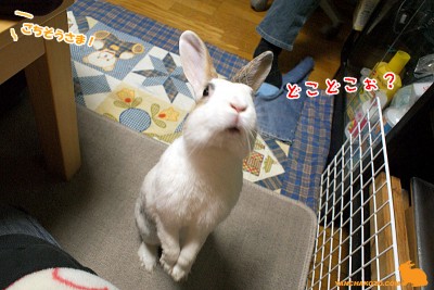 ごち