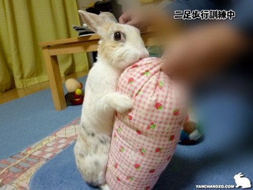 二足歩行訓練中