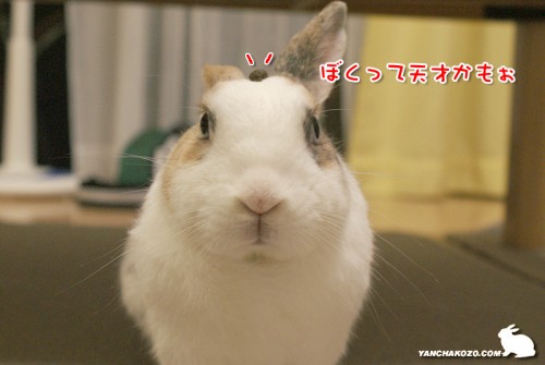 起き上がっても落ちない