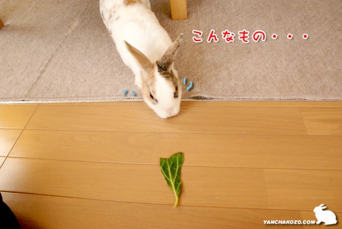 こんなもの・・・