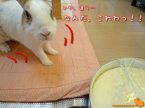 なんだこれわっ！