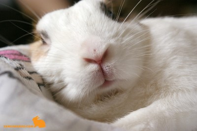 ふごっ