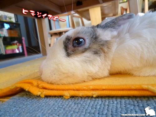 ヒモジイ